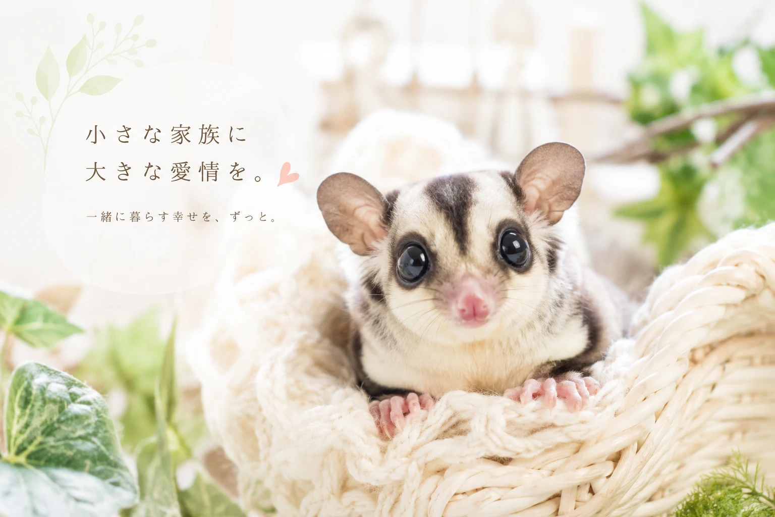 小さな家族に大きな愛情を。一緒に暮らす幸せを、ずっと。